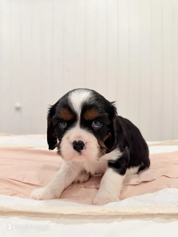Indie – Cavalier King Charles Spaniel puppy for sale in Waxahachie, TX