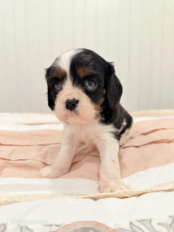 Indie – Cavalier King Charles Spaniel puppy for sale in Waxahachie, TX