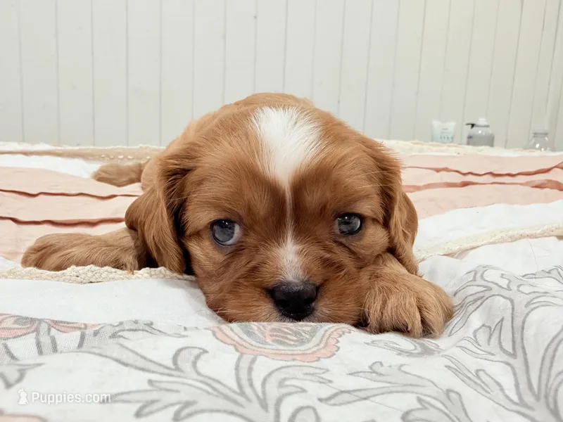 Wager – Cavalier King Charles Spaniel puppy for sale in Waxahachie, TX
