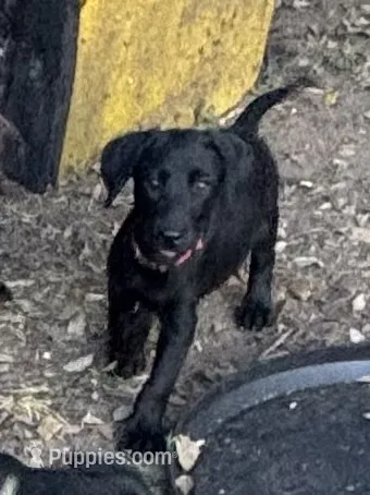Hondo – Labrador Retriever puppy for sale in Cuero, TX