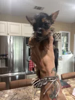 Fancy, a female Yorkshire Terrier for sale in Cuero, TX – 4 of 4