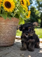 Georgia , a female Yorkshire Terrier for sale in Cuero, TX – 3 of 3