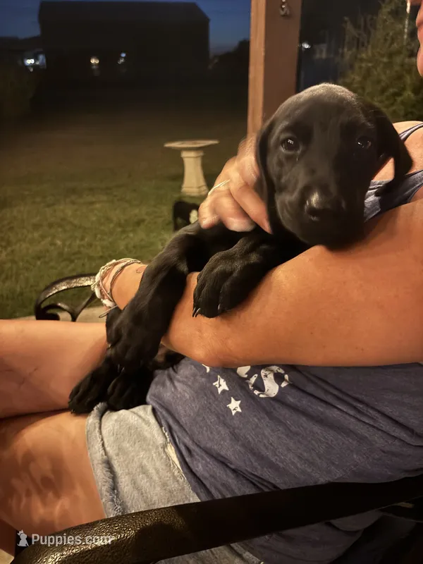 Beau – Labrador Retriever puppy for sale in Cuero, TX