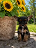 Fancy, a female Yorkshire Terrier for sale in Cuero, TX – 3 of 4