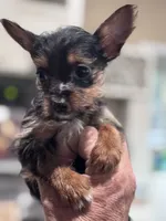 Fancy, a female Yorkshire Terrier for sale in Cuero, TX – 2 of 4