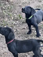 Hondo, a male Labrador Retriever for sale in Cuero, TX – 2 of 2