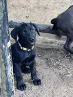 Piper , a female Labrador Retriever for sale in Cuero, TX – 2 of 2