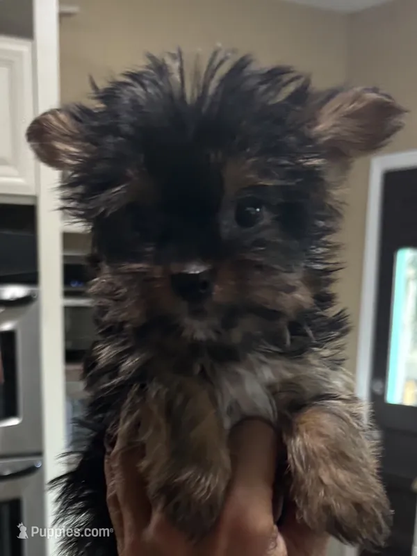 Georgia  – Yorkshire Terrier puppy for sale in Cuero, TX