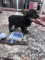 Rhett, a male Yorkshire Terrier for sale in Cuero, TX – 4 of 4