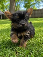 Rhett, a male Yorkshire Terrier for sale in Cuero, TX – 2 of 4