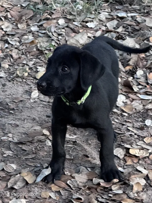 Piper  – Labrador Retriever puppy for sale in Cuero, TX