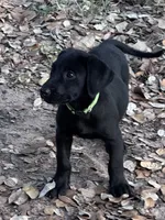 Piper , a female Labrador Retriever for sale in Cuero, TX – 1 of 2