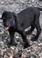Beau, a male Labrador Retriever for sale in Cuero, TX – 2 of 2
