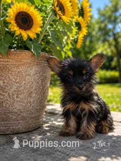 Rhett – Yorkshire Terrier puppy for sale in Cuero, TX