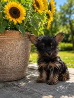 Rhett, a male Yorkshire Terrier for sale in Cuero, TX – 1 of 4