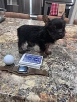 Rhett, a male Yorkshire Terrier for sale in Cuero, TX – 3 of 4