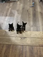 Georgia , a female Yorkshire Terrier for sale in Cuero, TX – 2 of 3