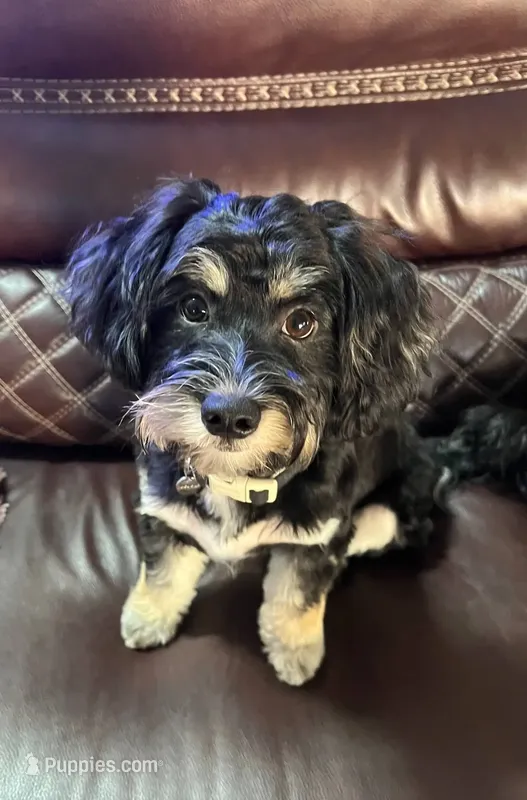 Test – Great Anglo-Francais White and Black Hound puppy on hold in Gilbert, AZ