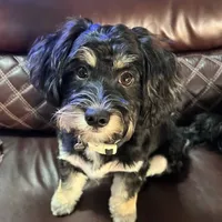 Test, a male Great Anglo-Francais White and Black Hound for sale in Gilbert, AZ – 1 of 1