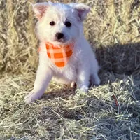 Test, a male Miniature Schnauzer for sale in Gilbert, AZ – 2 of 4