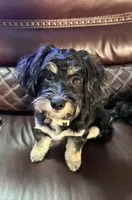 Test, a male Miniature Schnauzer for sale in Gilbert, AZ – 4 of 4