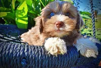 Test, a male Miniature Schnauzer for sale in Gilbert, AZ – 1 of 4