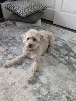 Test 2, a female Goldendoodle for sale in Gilbert, AZ – Photo 2 of 2