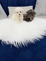 You name, a male Maltipoo for sale in Fort Myers, FL – 5 of 9