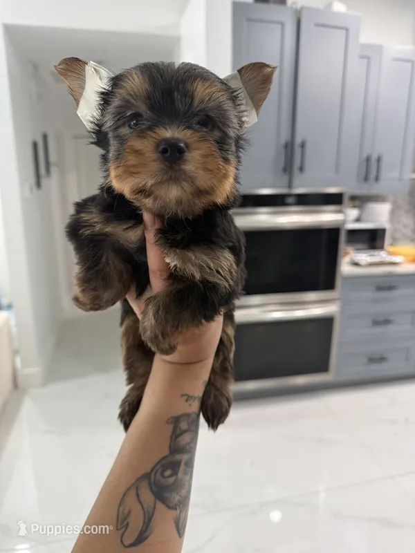 You name – Yorkshire Terrier puppy for sale in Fort Myers, FL