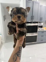 You name, a male Yorkshire Terrier for sale in Fort Myers, FL – 1 of 3
