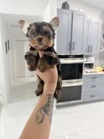 You name, a male Yorkshire Terrier for sale in Fort Myers, FL – 3 of 3