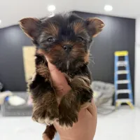 You name, a male Yorkshire Terrier for sale in Fort Myers, FL – Photo 1 of 5