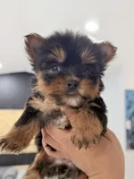 You name , a female Yorkshire Terrier for sale in Fort Myers, FL – Photo 1 of 10