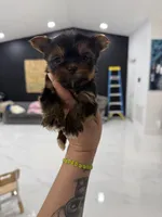 You name , a female Yorkshire Terrier for sale in Fort Myers, FL – Photo 10 of 10