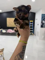You name , a female Yorkshire Terrier for sale in Fort Myers, FL – Photo 9 of 10