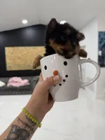 You name , a female Yorkshire Terrier for sale in Fort Myers, FL – Photo 4 of 10