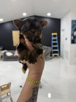 You name , a female Yorkshire Terrier for sale in Fort Myers, FL – Photo 5 of 10