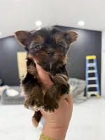 You name , a female Yorkshire Terrier for sale in Fort Myers, FL – Photo 2 of 10