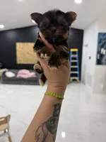 You name , a female Yorkshire Terrier for sale in Fort Myers, FL – Photo 6 of 10