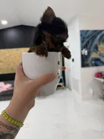 You name , a female Yorkshire Terrier for sale in Fort Myers, FL – Photo 8 of 10