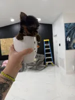 You name , a female Yorkshire Terrier for sale in Fort Myers, FL – Photo 3 of 10