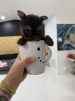 You name , a female Yorkshire Terrier for sale in Fort Myers, FL – Photo 7 of 10