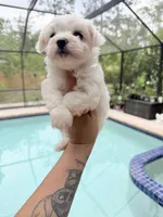 You name, a male Maltese for sale in Fort Myers, FL – 2 of 7