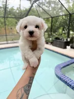 You name, a male Maltese for sale in Fort Myers, FL – 5 of 7