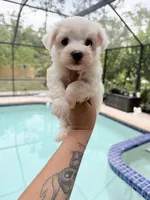 You name, a male Maltese for sale in Fort Myers, FL – 6 of 7
