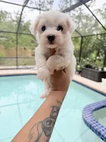 You name, a male Maltese for sale in Fort Myers, FL – 4 of 7