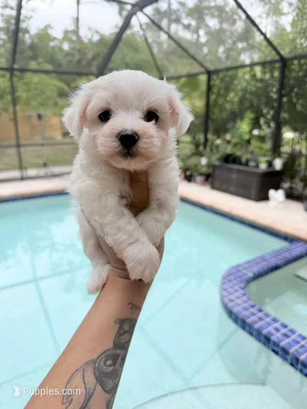 You name – Maltese puppy for sale in Fort Myers, FL