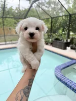 You name, a male Maltese for sale in Fort Myers, FL – 1 of 7