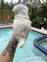 You name, a male Maltese for sale in Fort Myers, FL – 7 of 7