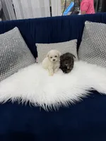 You name, a male Maltipoo for sale in Fort Myers, FL – 7 of 9